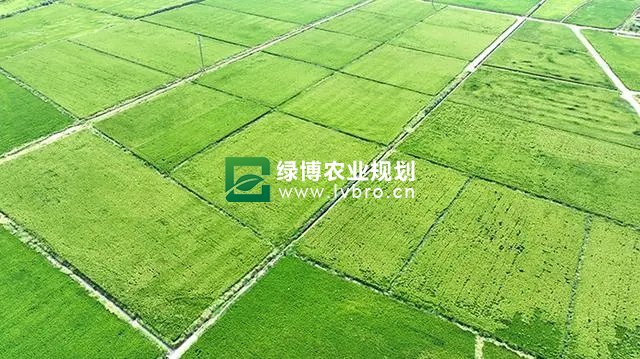 绵竹推进现代农业园区规划建设　夯实高质量发